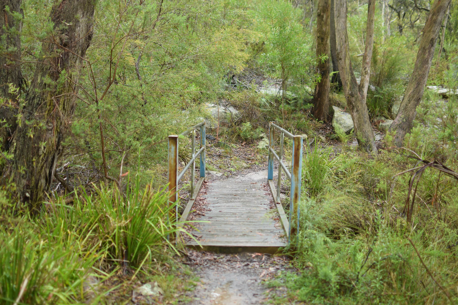 Box vale walking track, Mittagong NSW - Pioneer Walks