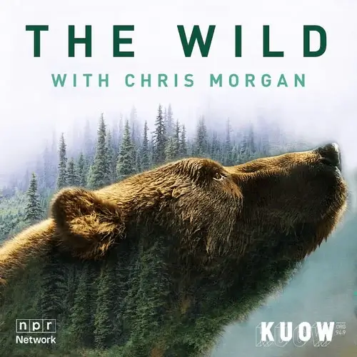 The Wild podcast