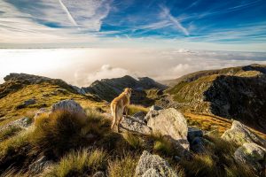 Dogs In National Parks