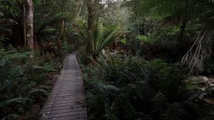 Marapooka Forest walk